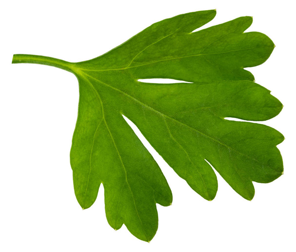 Leaves of fresh parsley  isolated on white background. macro - Photo, Image