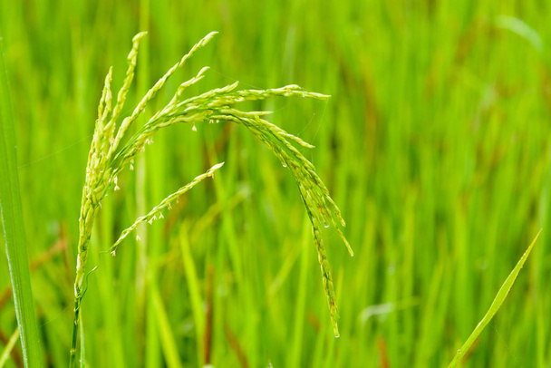 Зеленое рисовое поле - Фото, изображение