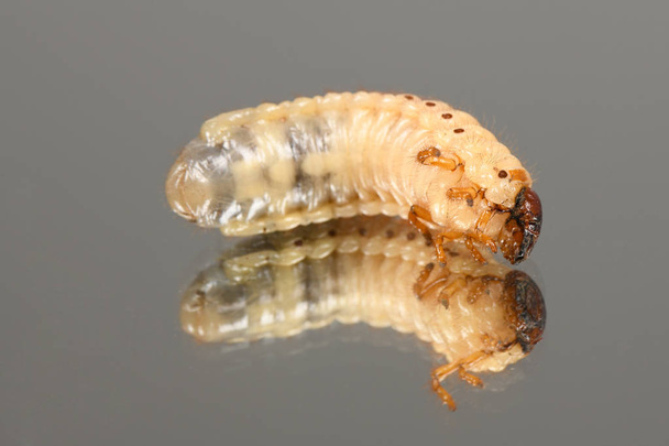 Larva of a may beetle - Photo, Image