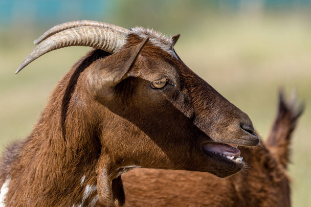 kahverengi keçi - Fotoğraf, Görsel