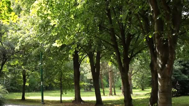 schöne Birken in einem Sommerwald - Filmmaterial, Video