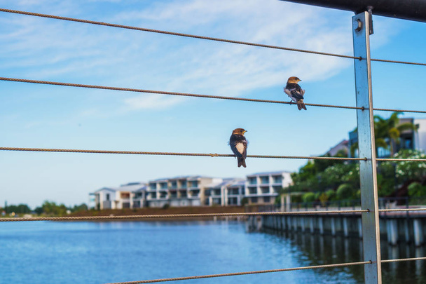 COSTA D'ORO, QUEENSLAND, AUSTRALIA - DICEMBRE 2018: Splendida vista sulle residenze dei Laghi di Smeraldo attraverso il lago, su uno sfondo blu cielo durante un bellissimo tramonto con uccelli seduti sulla recinzione sul
 - Foto, immagini