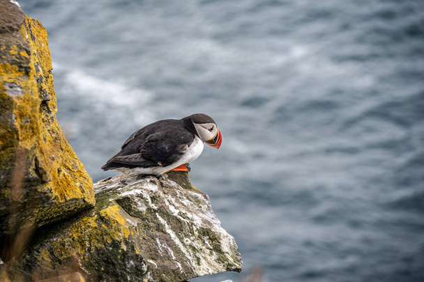 Puffin on the rocks at latrabjarg Iceland on a sunny day. - Foto, Imagen