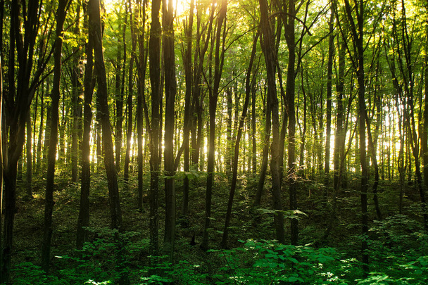 Beech forest. Main forest-forming species of European forests - Fotoğraf, Görsel