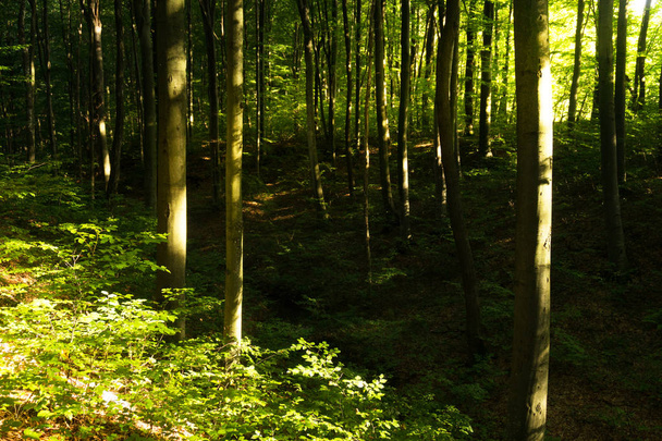 Beech forestBeech forest. Main forest-forming species of European forests - Foto, immagini