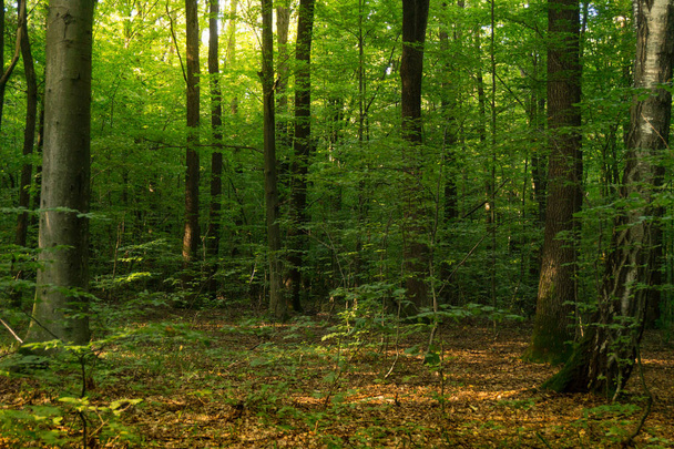 Beech forestBeech forest. Main forest-forming species of European forests - Foto, afbeelding