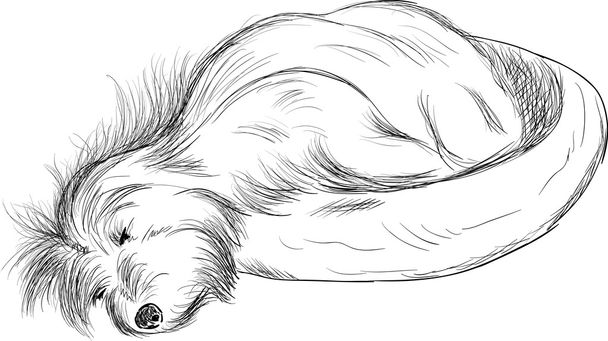 perro durmiendo - Vector, imagen