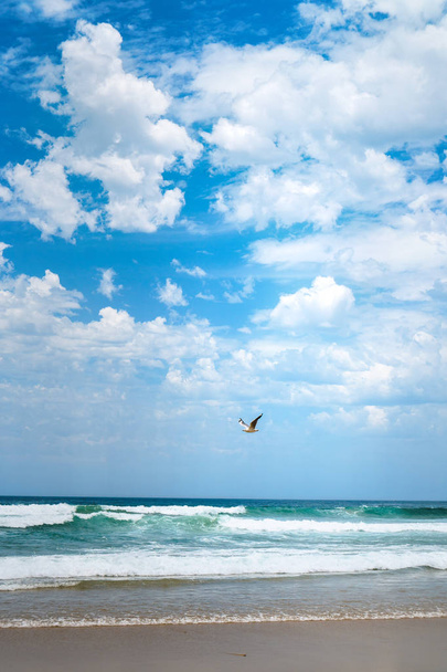 Stunning view of the ocean and a seagull flying over it on a blue sky background. - Photo, Image