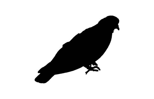 pigeon silhouette on white - Vektori, kuva