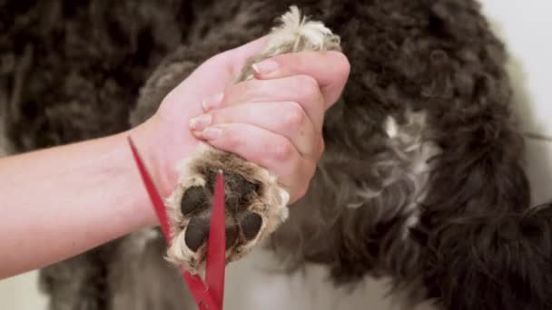 Curare il cane delle zampe. governare i capelli di razza cane grigio Schnauzer miniatura
. - Filmati, video