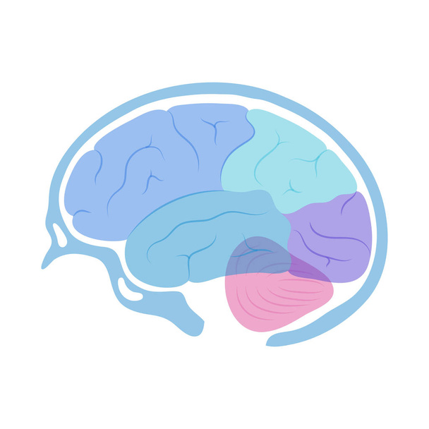 Векторна ілюстрація анатомії людини мозку  - Вектор, зображення