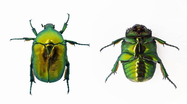 Green beetle isolated on white - Photo, Image