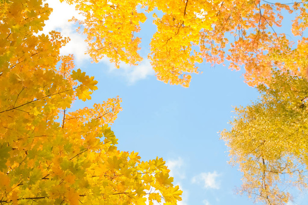 όμορφο φθινόπωρο δάσος με κίτρινα κλαδιά και φύλλα και μπλε ουρανό με κανέναν - Φωτογραφία, εικόνα