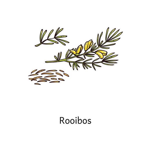 Roobos plant drawing with fresh green leaf and steeps twigs - Вектор, зображення