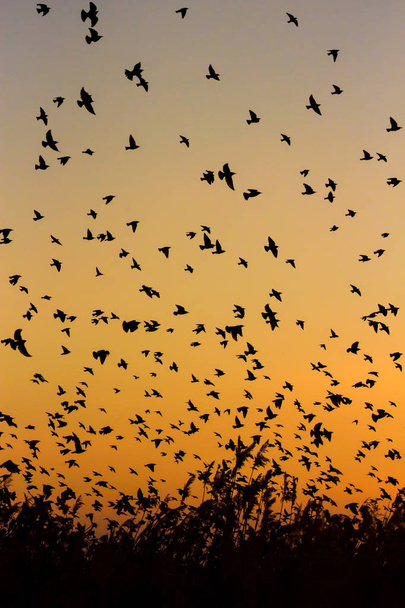 Luonto ja linnut. Lentäviä lintuja. Auringonlaskun lämpimät värit. Luonnon tausta. Linnut: Yhteinen Starling. Sturnus vulgaris. - Valokuva, kuva
