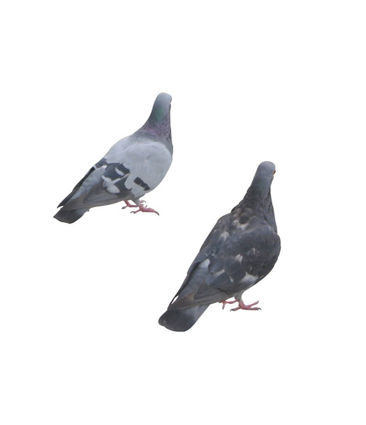 dvě holubi na bílém - Fotografie, Obrázek