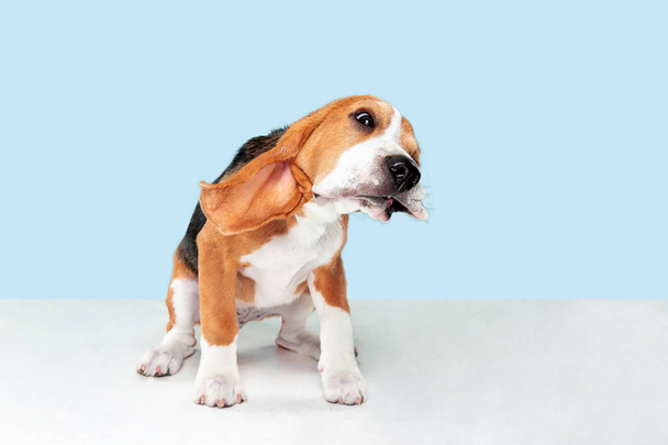 Studio shot of beagle puppy on blue studio background - Foto, imagen