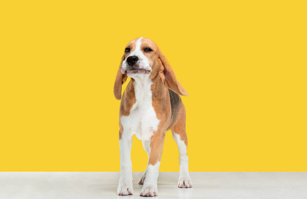 Studio shot of beagle puppy on yellow studio background - Foto, imagen