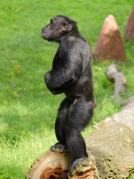 Звичайні шимпанзе (Pan troglodytes) залишаються
 - Фото, зображення