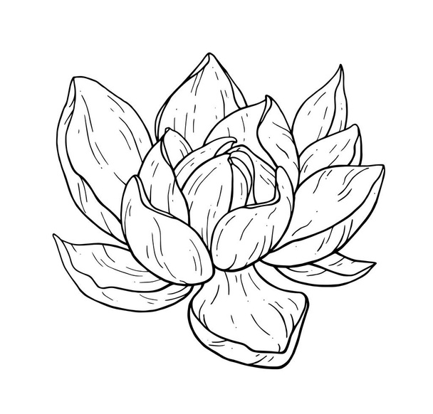 Beautiful black lotus flower monochrome vector hand work illustration is isolated on a white background. Decorative element for design - Vector, Imagen