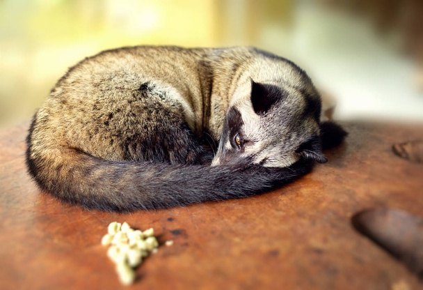 Asian Palm Civet - L'animale utilizzato per la produzione di caffè costoso Kopi Luwak
 - Foto, immagini