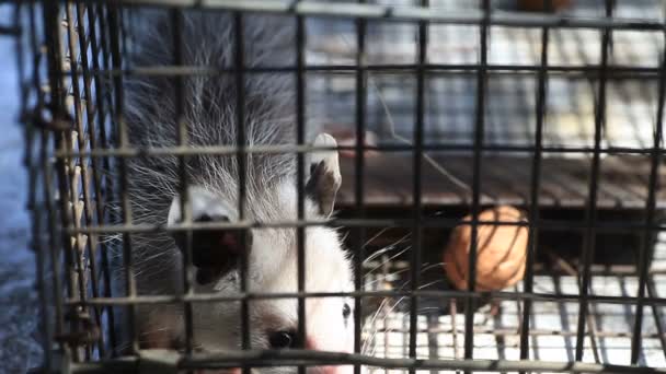 Un giovane opossum reagisce a vari suoni in attesa di essere rilasciato
 - Filmati, video