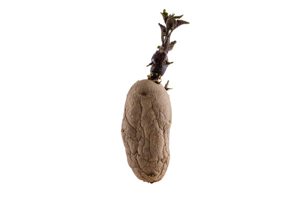Naturally sprouted seed potato on white background - Foto, Bild