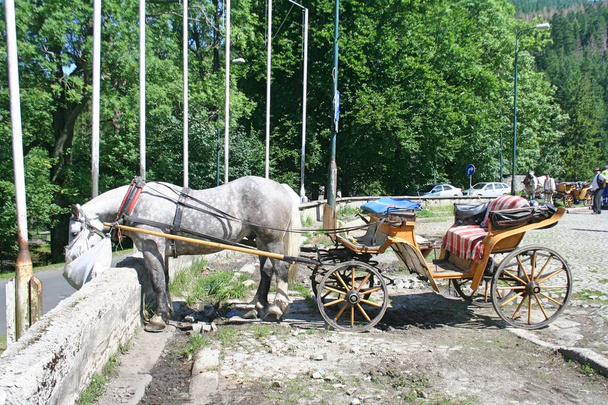 Серый конь в полной упряжке ест сено из мешка. Конный экипаж ждет туриста в Закопане
. - Фото, изображение