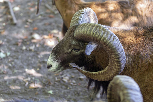 The European mouflon (Ovis orientalis musimon).Male mouflon are known as rams. - Photo, Image