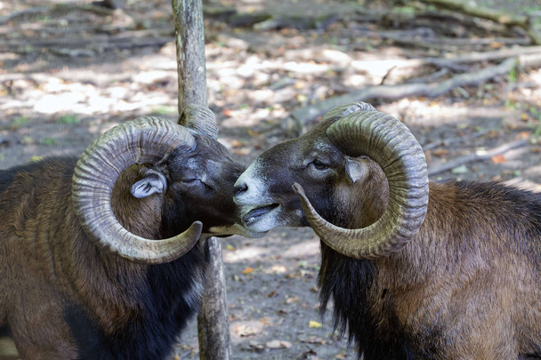 Eurooppalainen mouflon (Ovis orientalis musimon) .Uros mouflon tunnetaan nimellä pässit
. - Valokuva, kuva