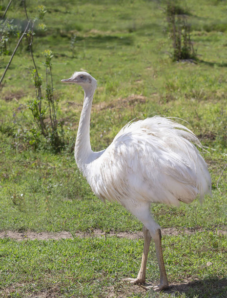 Rzadka biała EMU jest endemicznym zwierzęciem z Australii związanym z strusia  - Zdjęcie, obraz