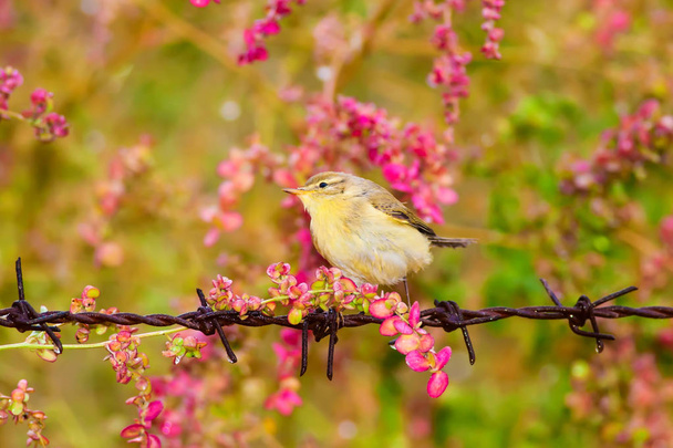 Cute little bird. Colorful spring nature background. Bird: Willow Warbler.  - Fotó, kép