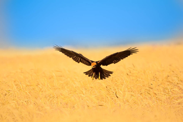 Uçan Şahin. Doğa arka planı. Kuş: uzun bacaklı şahin. - Fotoğraf, Görsel