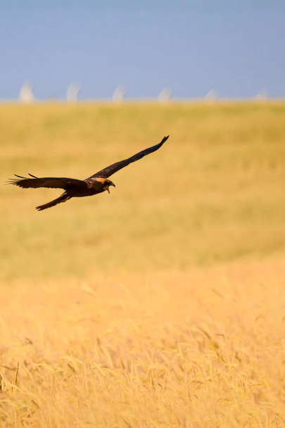 Flying Buzzard. Nature background. Bird: long legged buzzard. - Photo, Image