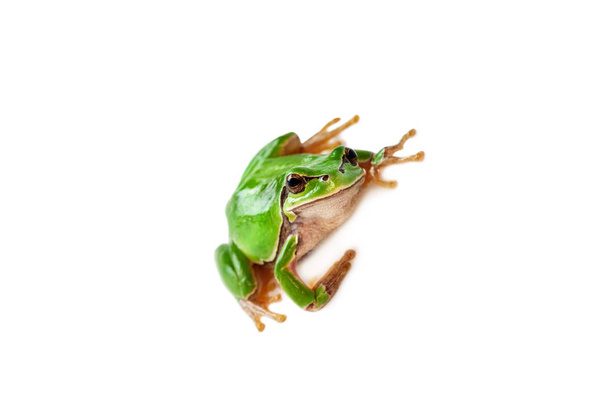 Green frog isolated on white background. - Photo, Image