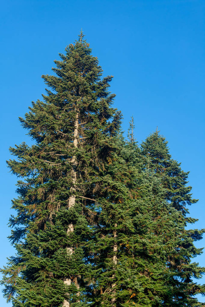 Tall spruce tree standing by the road with beautiful blue sky on - Photo, Image