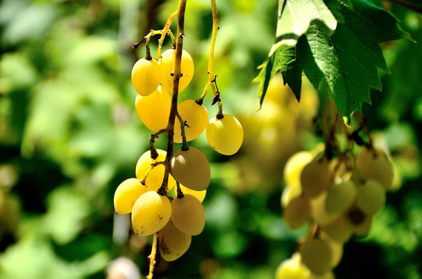 Grapes growing in the garden on a sunny summer day. A bunch of grapes ripened for consumption. Grown in a village in a small garden. - Photo, Image
