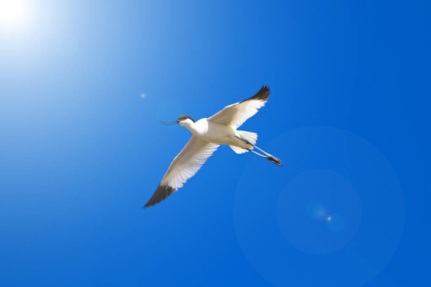 Uccello volante. Sfondo cielo blu. Pied Avocet. Recurvirostra avosetta
. - Foto, immagini