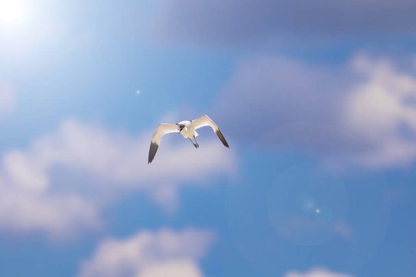 Uccello volante. Sfondo cielo blu. Pied Avocet. Recurvirostra avosetta
. - Foto, immagini