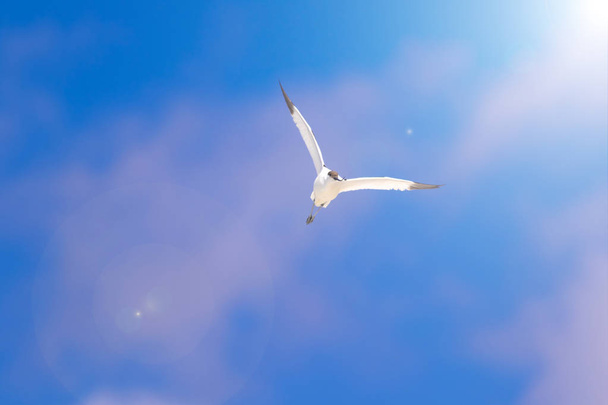Vliegende vogel. Blauwe hemel achtergrond. Pied Avocet. Recurvirostra avosetta. - Foto, afbeelding
