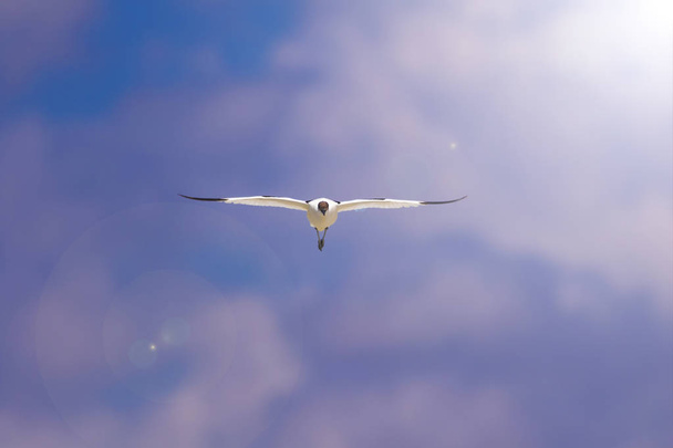 Vliegende vogel. Blauwe hemel achtergrond. Pied Avocet. Recurvirostra avosetta. - Foto, afbeelding
