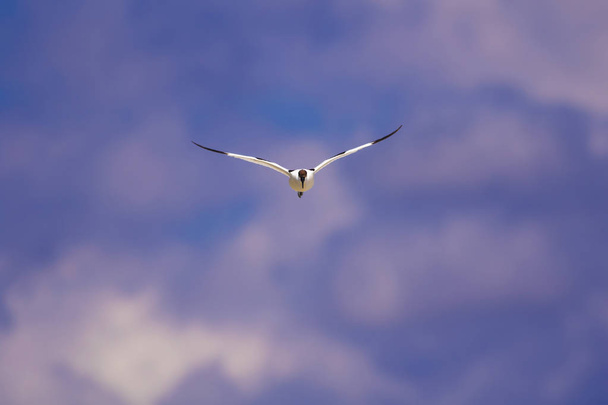 Uçan kuş. Mavi gökyüzü arka planı. Pied Avocet. Rekürvirostra avosetta. - Fotoğraf, Görsel