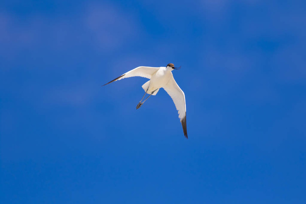 Flying bird. Blue sky background. Pied Avocet. Recurvirostra avosetta. - Foto, imagen