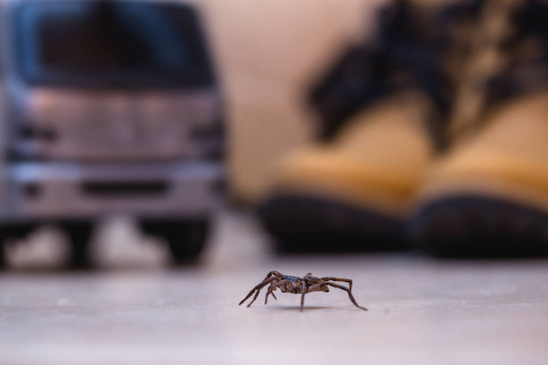 κοινή αράχνη σπίτι σε ένα λείο κεραμίδι πάτωμα δει από το επίπεδο του εδάφους σε ένα πάτωμα σε ένα οικιστικό σπίτι - Φωτογραφία, εικόνα