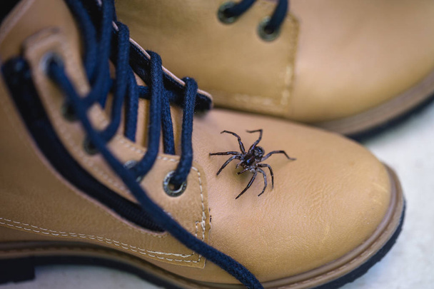 Aranha venenosa a subir para uma bota. Cuidado com a aranha, medo da aranha. Animal peituda. Loxosceles é um género de aracnídeos venenosos da família Sicariidae.
. - Foto, Imagem