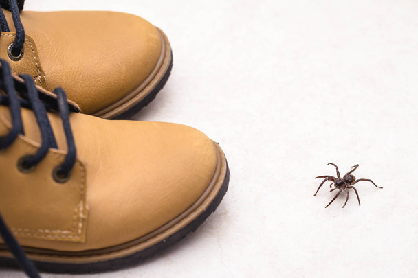 brązowy pająk, jadowit i trujące zwierzę wchodzenia wewnątrz buta. Koncepcja niebezpieczeństwa i śmiertelnika, Uwaga. - Zdjęcie, obraz