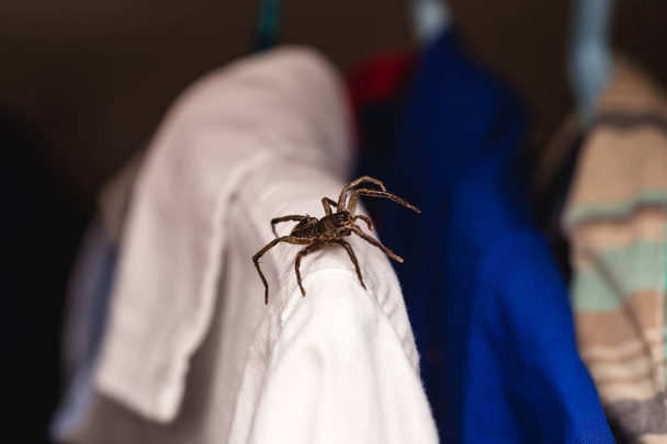 Arachnophobia, giftige spin binnen garderobe, gevaar, giftige dier. Angst concept. - Foto, afbeelding
