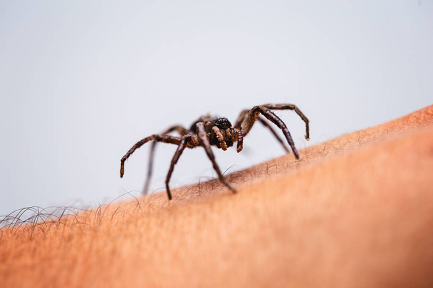 Mérges pók felső személy kar, mérges pók harapós személy, fogalma Arachnophobia, félelem a pók. Pók harapás. - Fotó, kép