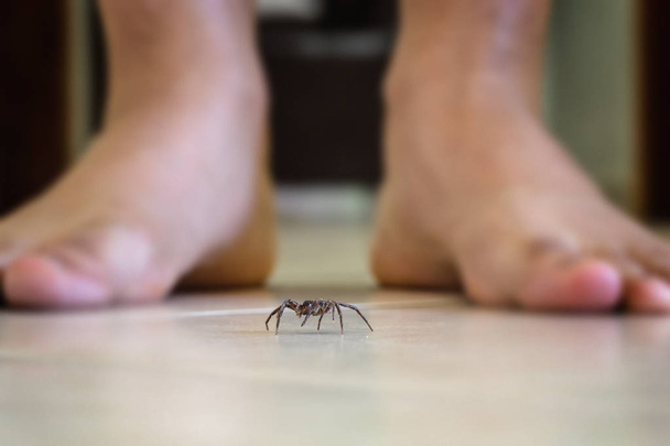 Poisonous spider indoors, dangerous venomous animal. Aracanophobia concept, care to avoid spiders - Photo, Image