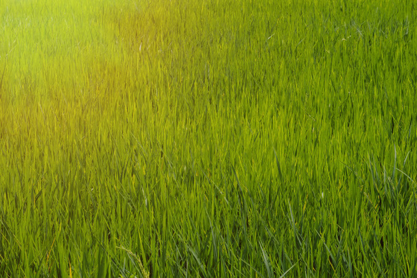 Green rice field with light in Thailand countyrside.  - Photo, Image